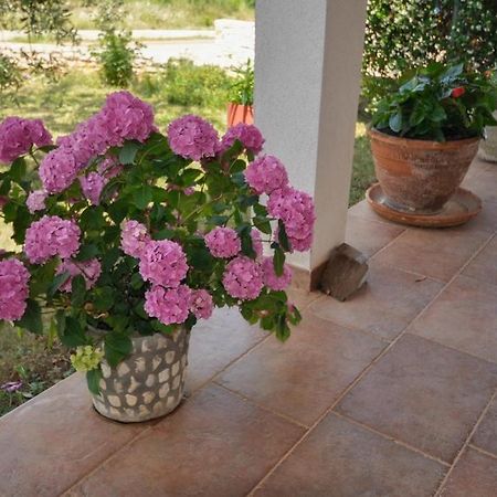 Angela Daire Novigrad Istria Dış mekan fotoğraf