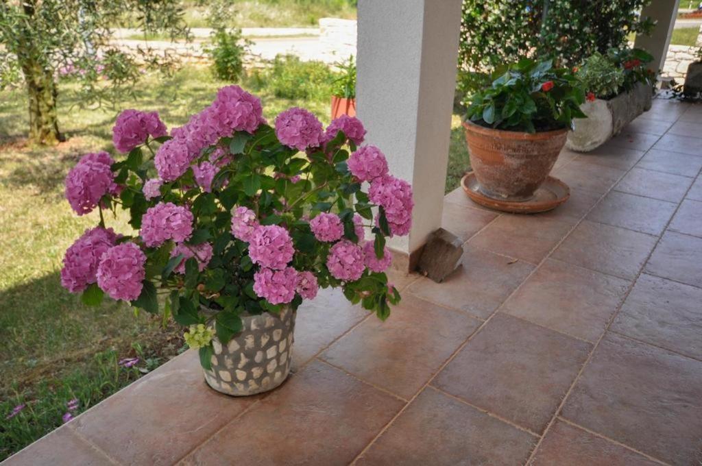 Angela Daire Novigrad Istria Dış mekan fotoğraf